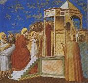 Presentation of the Virgin in the Temple Giotto